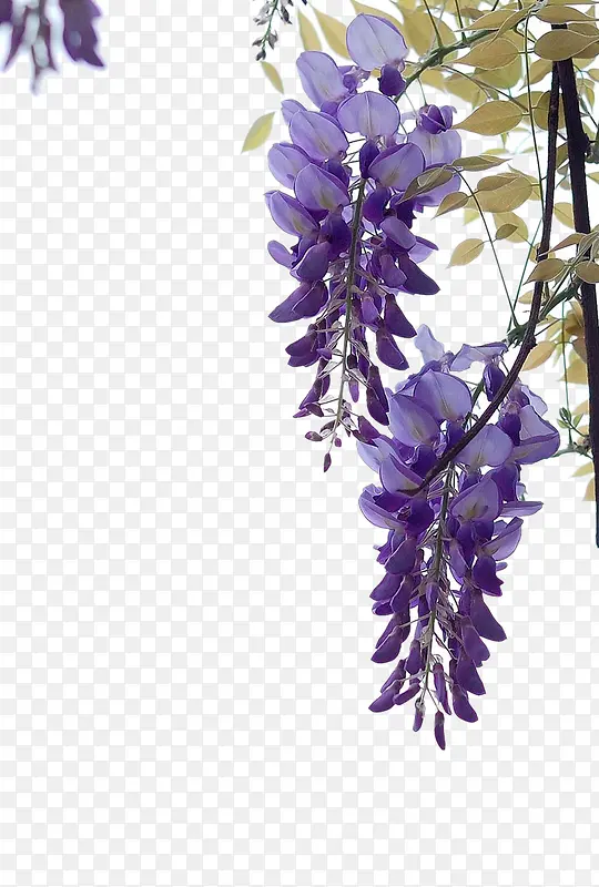 边上的紫藤花图片素材