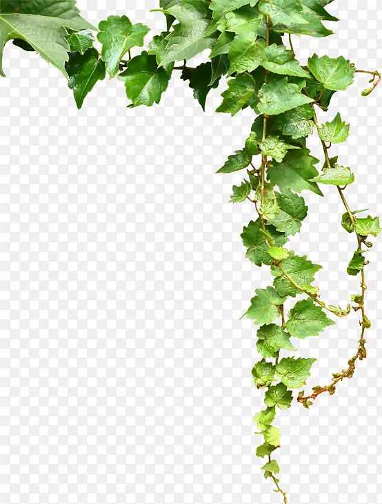 杂志绿叶藤蔓装饰植物边框