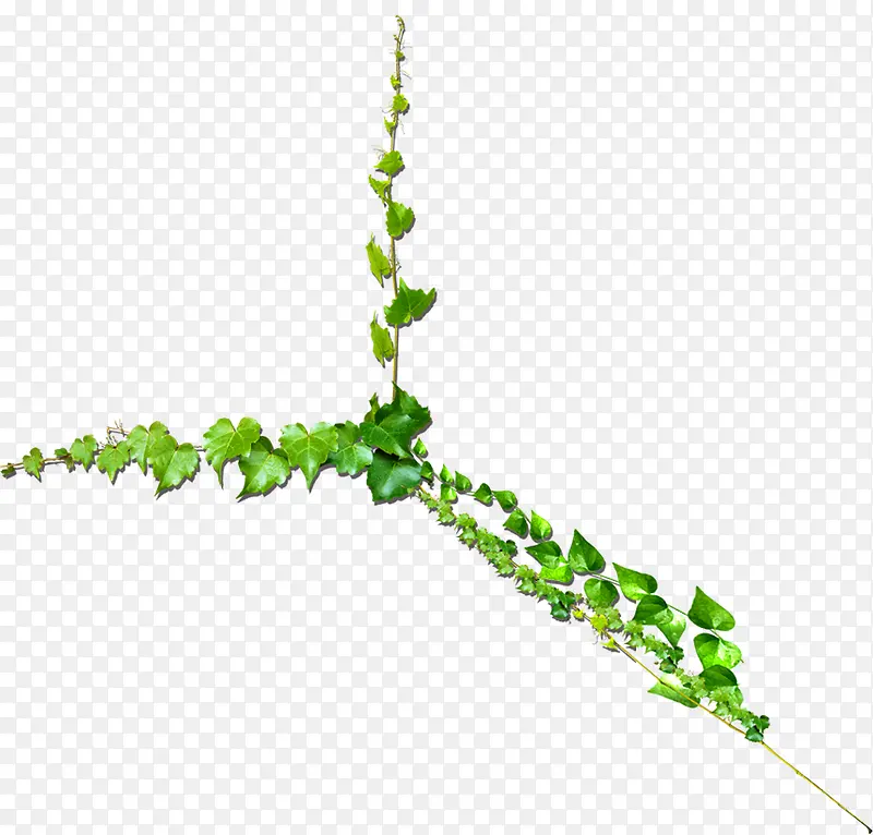 清新春季藤蔓植物