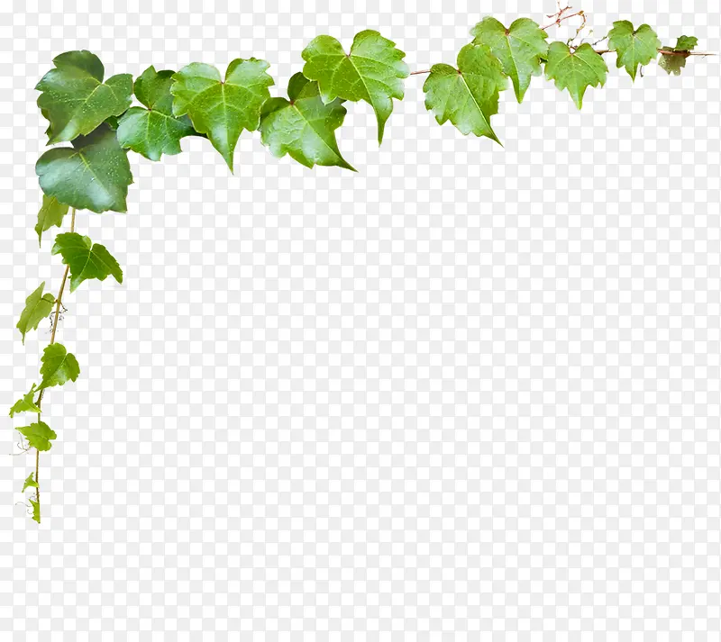 文艺植物清新藤蔓边框装饰
