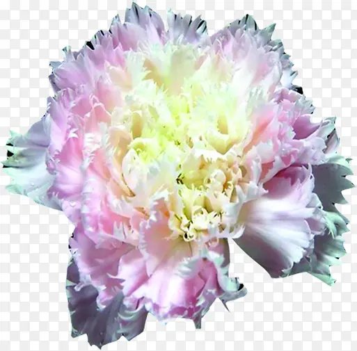 粉色唯美花朵康乃馨