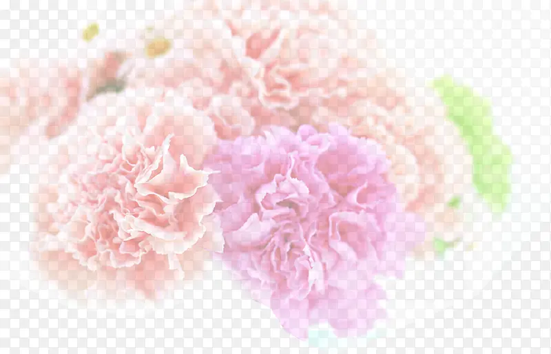 粉色淡雅唯美花朵