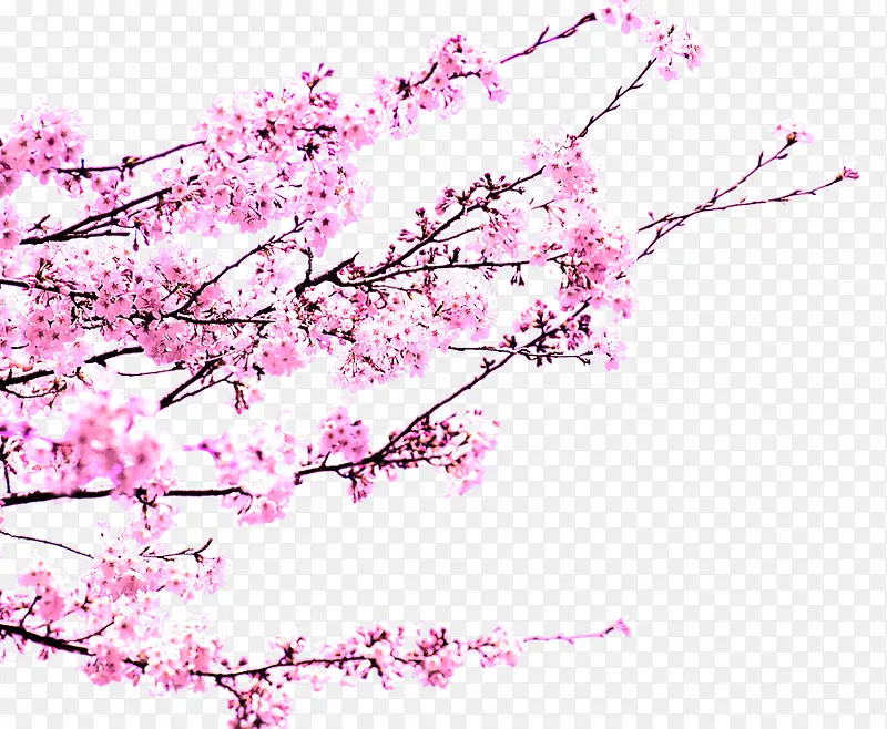 粉色唯美春天美景花朵树枝