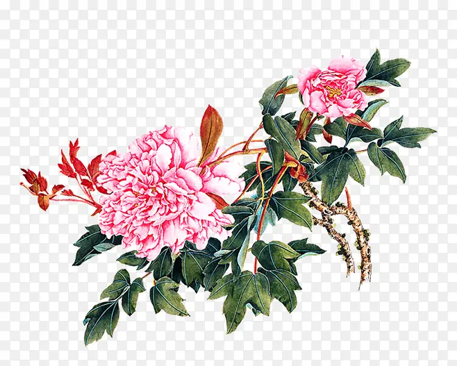 粉色牡丹花朵手绘唯美
