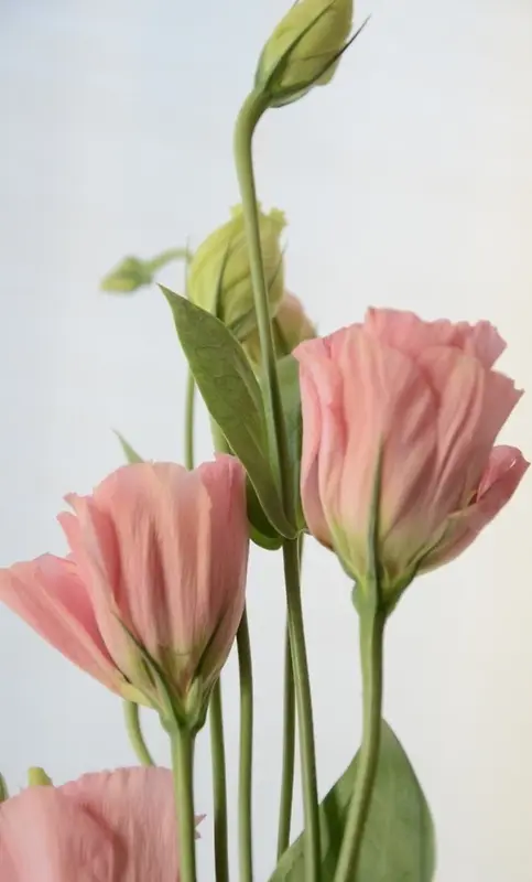 粉色花朵唯美初恋