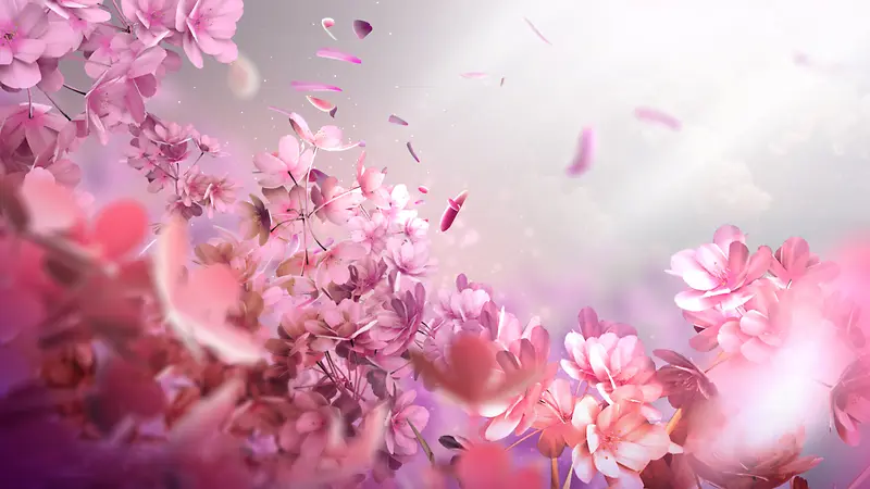 粉色花朵飘落唯美