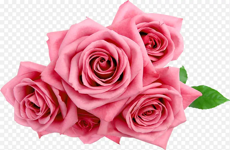 粉色唯美玫瑰花朵
