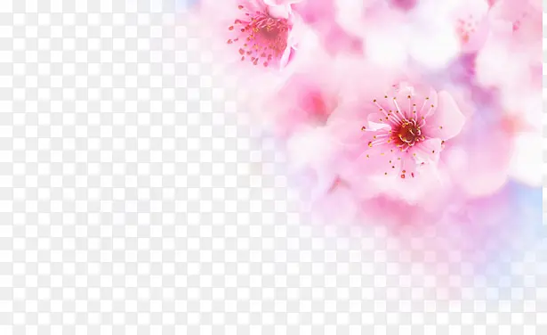 唯美意境粉色花朵