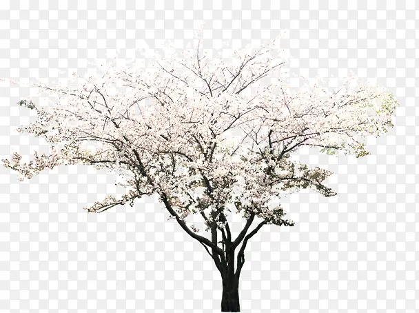 粉色唯美花朵大树
