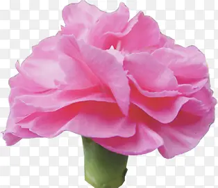 粉色唯美盛开花朵节日