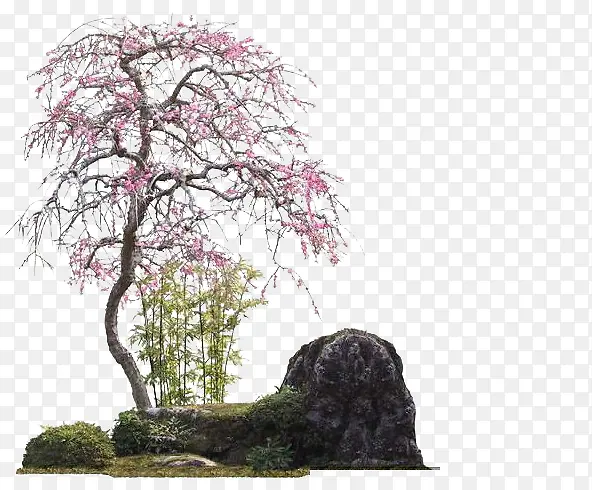 粉色唯美公园大树