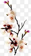 粉色可爱唯美花朵设计装饰
