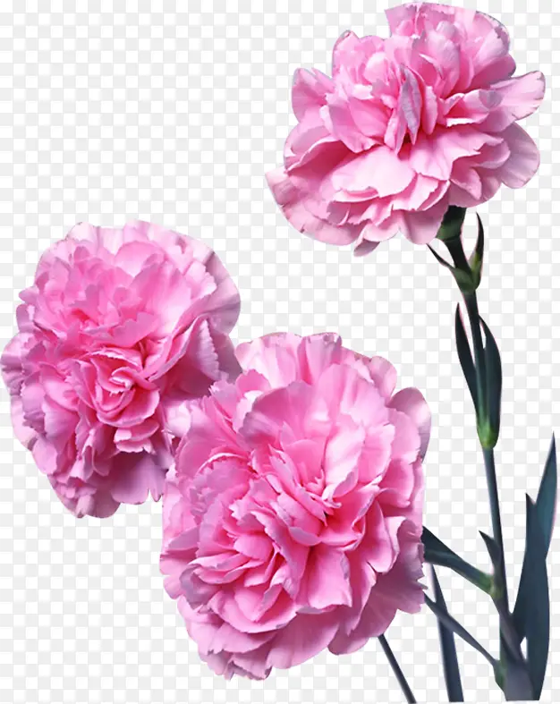 粉色唯美节日康乃馨花朵