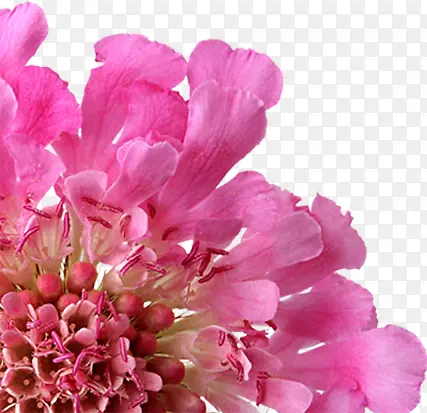 粉色唯美美丽花朵