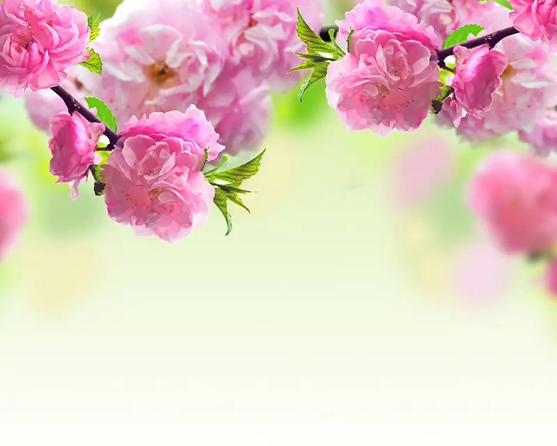 唯美粉色海棠花壁纸