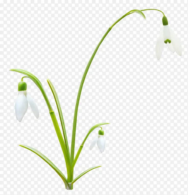 白色 小花 装饰  绿色 小清新