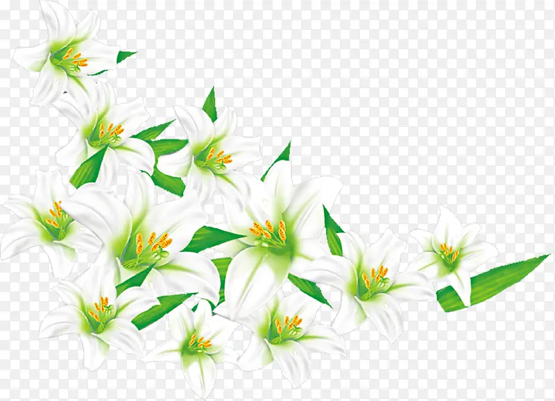 白色百合花卡通植物