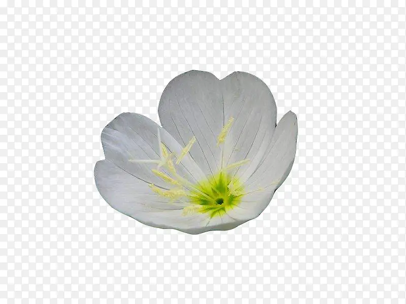 一朵白色月见草图片素材