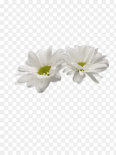 雏菊