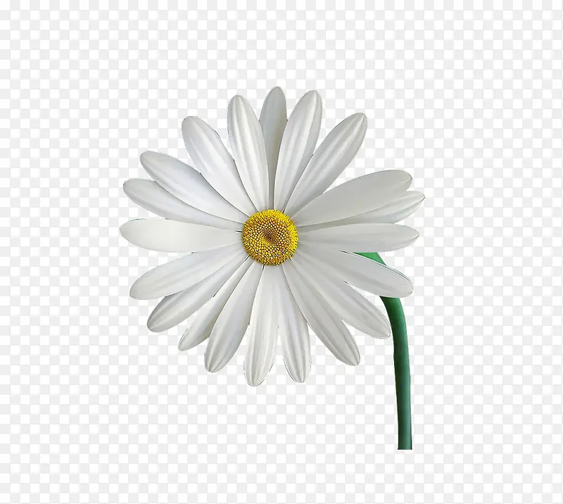 白色雏菊
