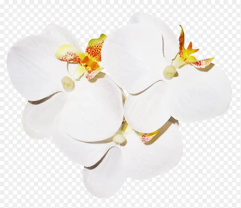 卡通花瓣