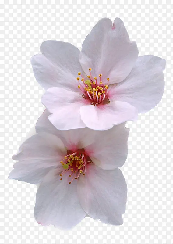 两朵白色花瓣