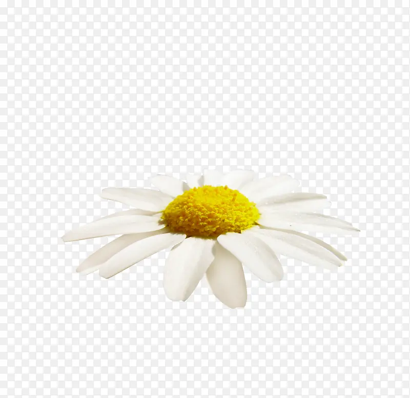 雏菊