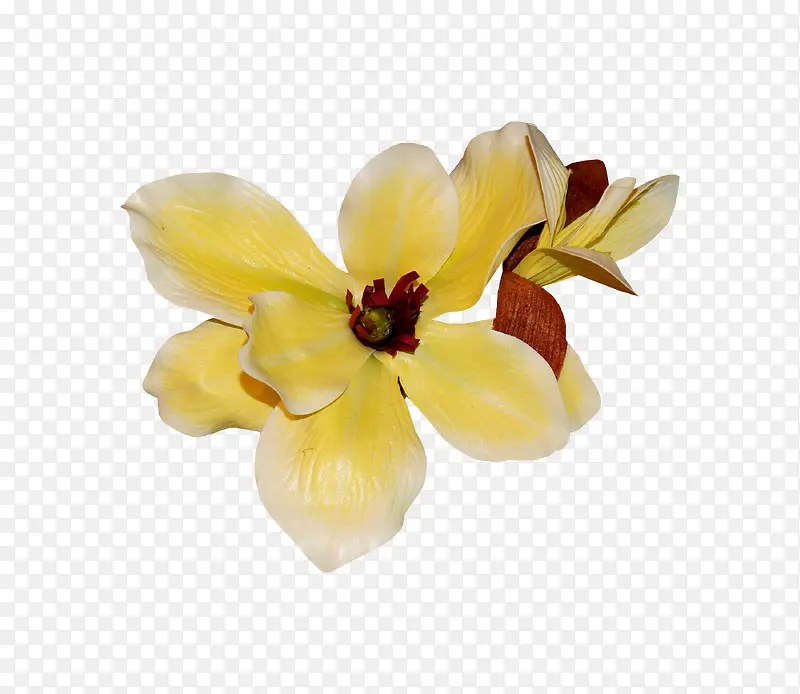 栀子花 装饰  花艺