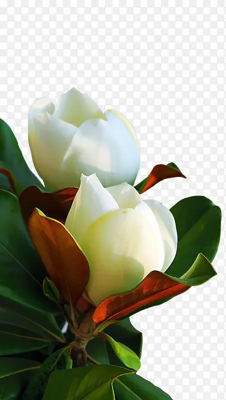 广玉兰白色花瓣