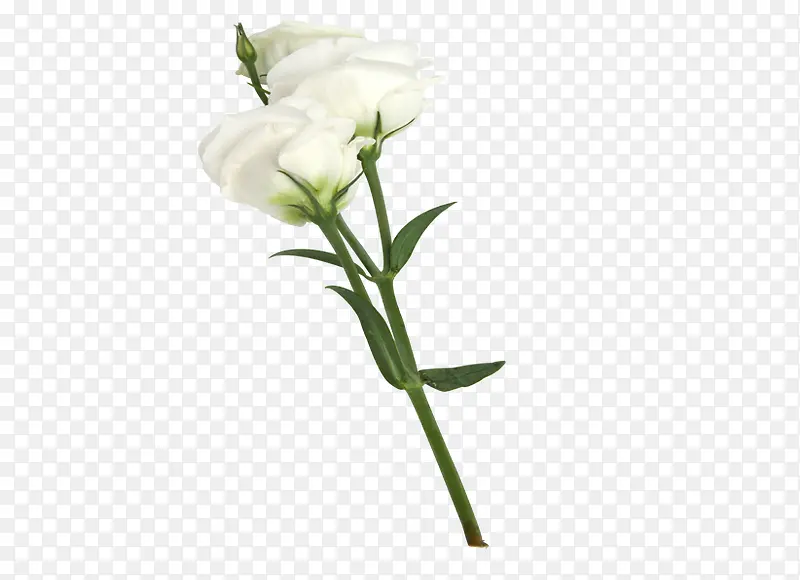 一枝鲜花