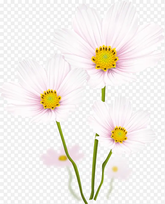 白色雏菊花