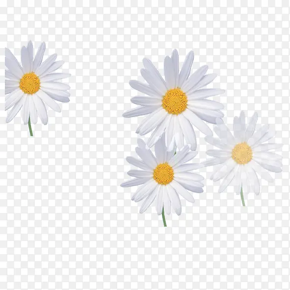 雏菊