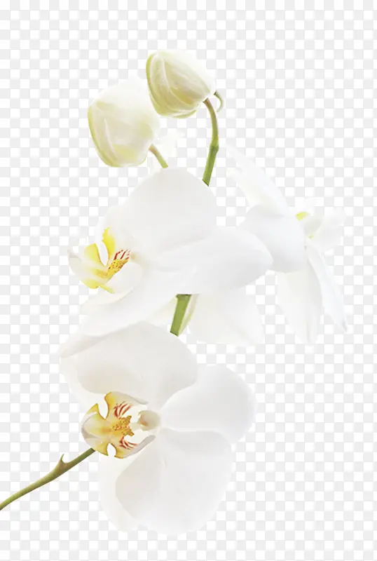 白色植物