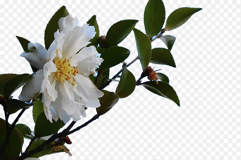 绽放的茶花