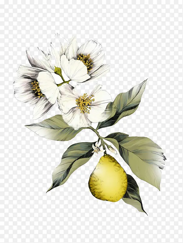 素描花图案