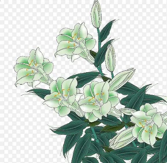 百合花儿