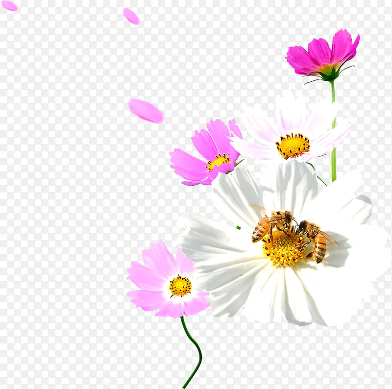 郊外美景花朵装饰设计漂浮花瓣