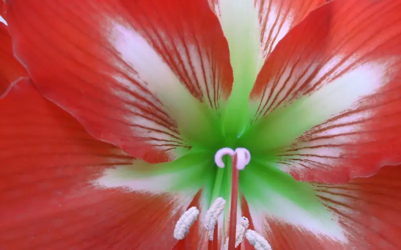 红色花瓣花朵海报背景