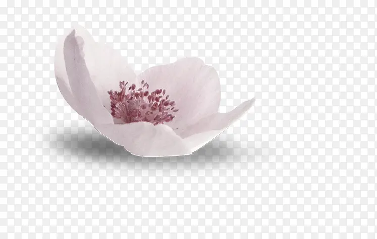 花卉装饰素材