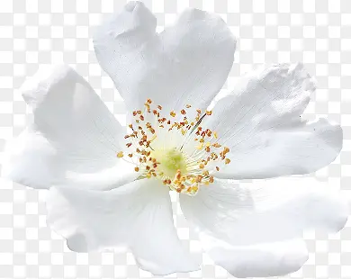 白色花瓣花蕊装饰
