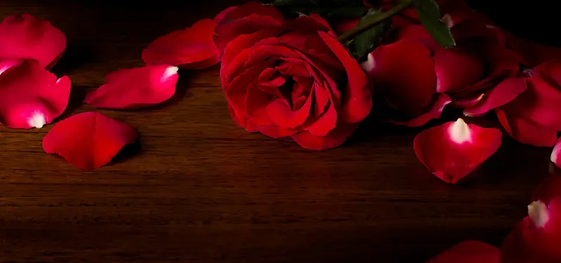 玫瑰花瓣摄影