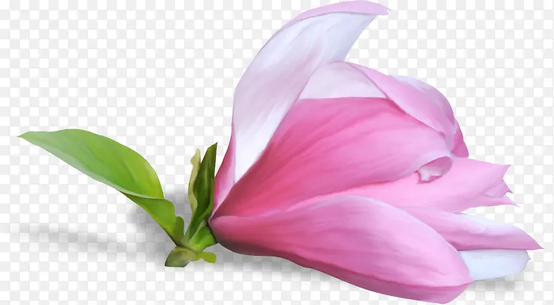 粉红花朵花瓣装饰图片