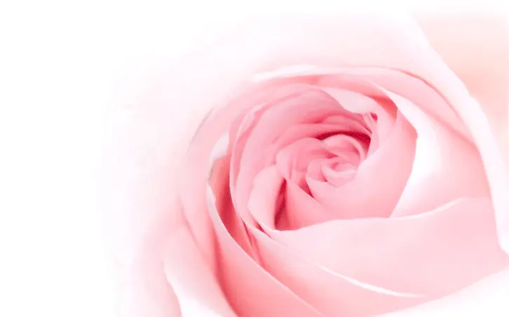 粉色玫瑰装饰