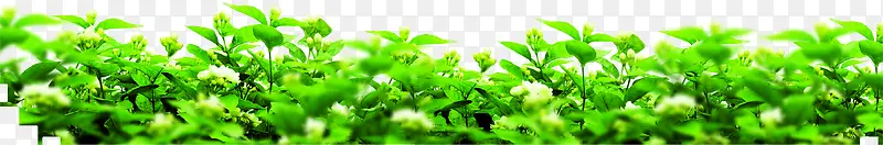 传统端午节绿色花瓣装饰