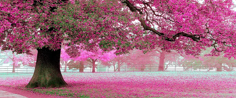 梦幻花瓣背景图
