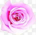 粉色梦幻玫瑰花朵装饰