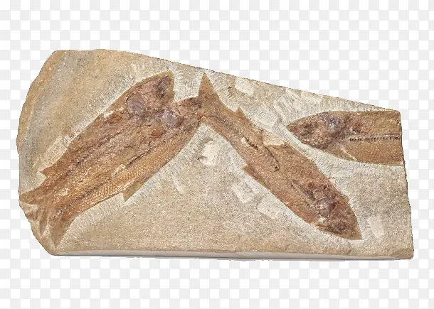 鱼类生物化石