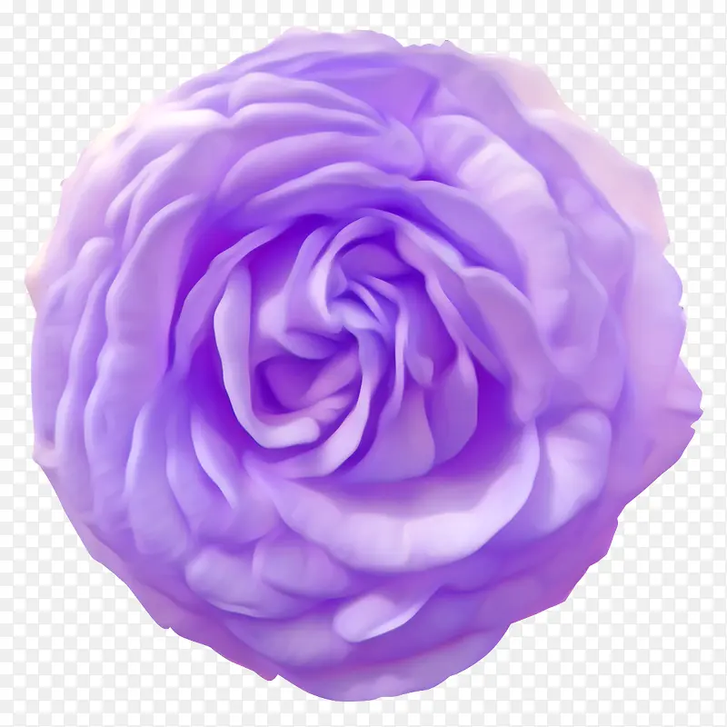 紫色玫瑰花花朵装饰