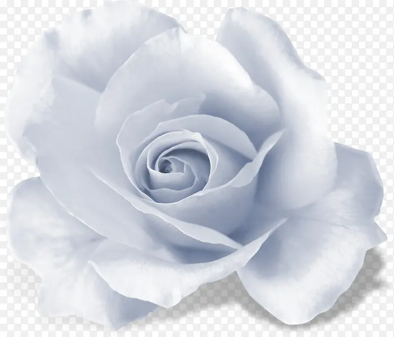 冷调白色玫瑰