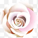 白色玫瑰花温馨装饰